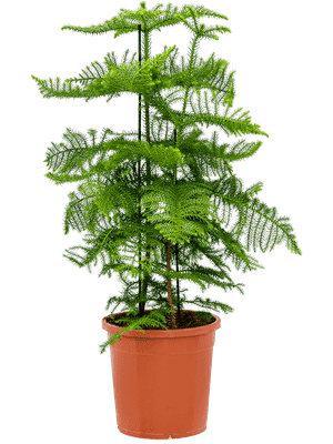 Norfolk island pine(Araucaria heterophylla)