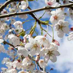 Yoshino cherry(Prunus × yedoensis)