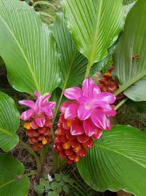 Common turmeric(Curcuma longa)