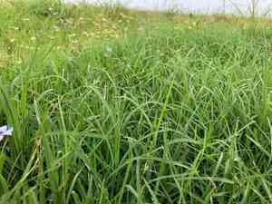 Bermuda grass(Cynodon dactylon)