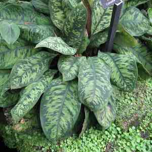 King of hearts(Adelonema wallisii)