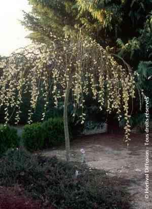 Wisconsin weeping willow(Salix pendulina)