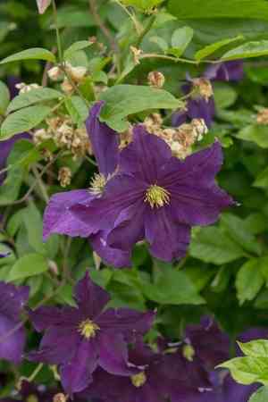 Italian leather flower(Clematis viticella)