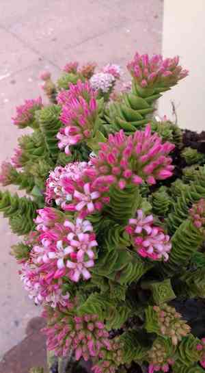 String of buttons(Crassula perforata)