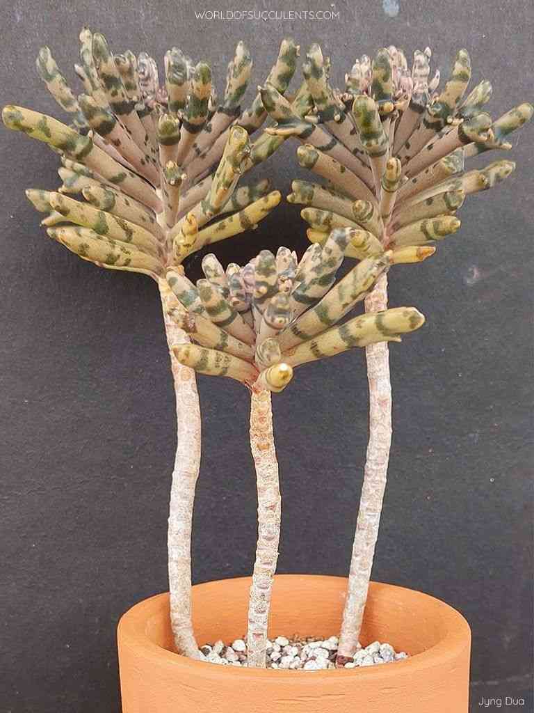 Chandelier plant(Kalanchoe delagoensis)