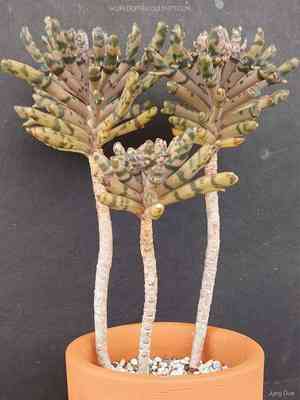Chandelier plant(Kalanchoe delagoensis)