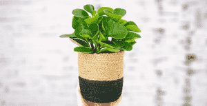 Peperomia magnoliifolia(Peperomia magnoliifolia)