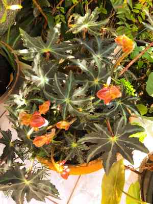 Starleaf begonia(Begonia heracleifolia)