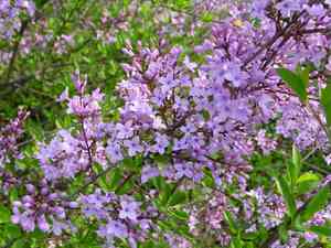 Syringa persica(Syringa persica)