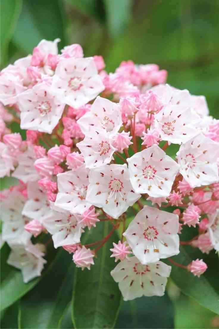 Mountain laurel(Kalmia latifolia)