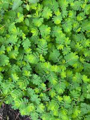 Chamber bitter(Phyllanthus urinaria)