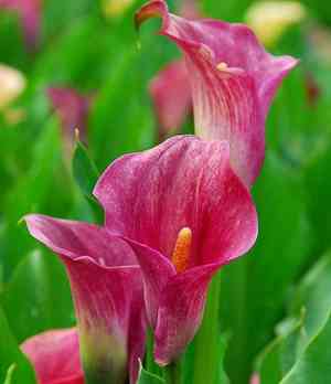 Pink calla lily(Zantedeschia rehmannii)