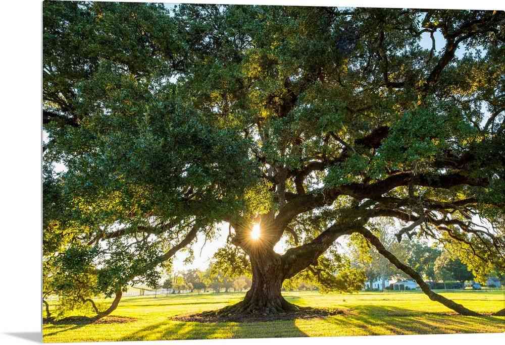 Live oak(Quercus virginiana)