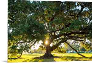 Live oak(Quercus virginiana)