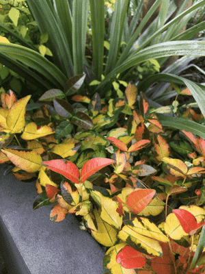 Asiatic jasmine(Trachelospermum asiaticum)