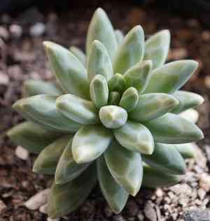 Little jewel(Pachyphytum compactum)