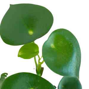 Peperomia polybotrya(Peperomia polybotrya)
