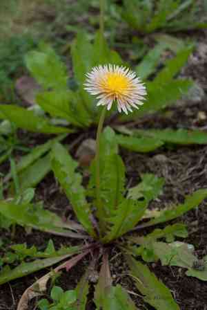 Common dandelion(Taraxacum campylodes)