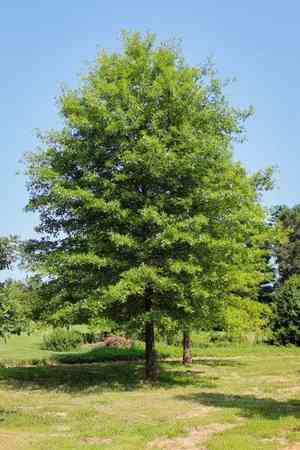Pin oak(Quercus palustris)