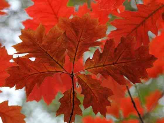 Northern red oak(Quercus rubra)