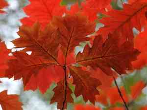 Northern red oak(Quercus rubra)