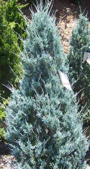 Rocky mountain juniper(Juniperus scopulorum)
