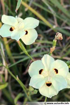Fortnight lily(Dietes bicolor)