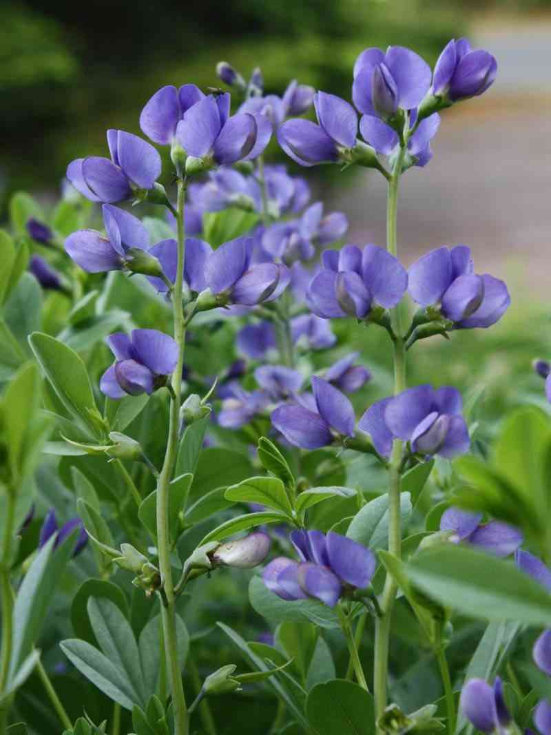 Blue wild indigo(Baptisia australis)