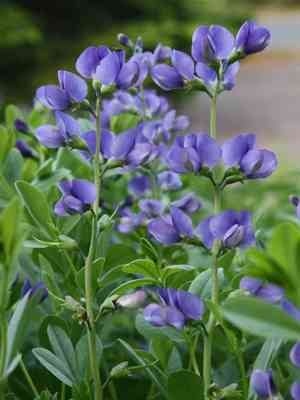 Blue wild indigo(Baptisia australis)