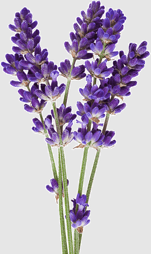 French lavender(Lavandula dentata)