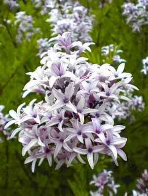 Syringa persica(Syringa persica)
