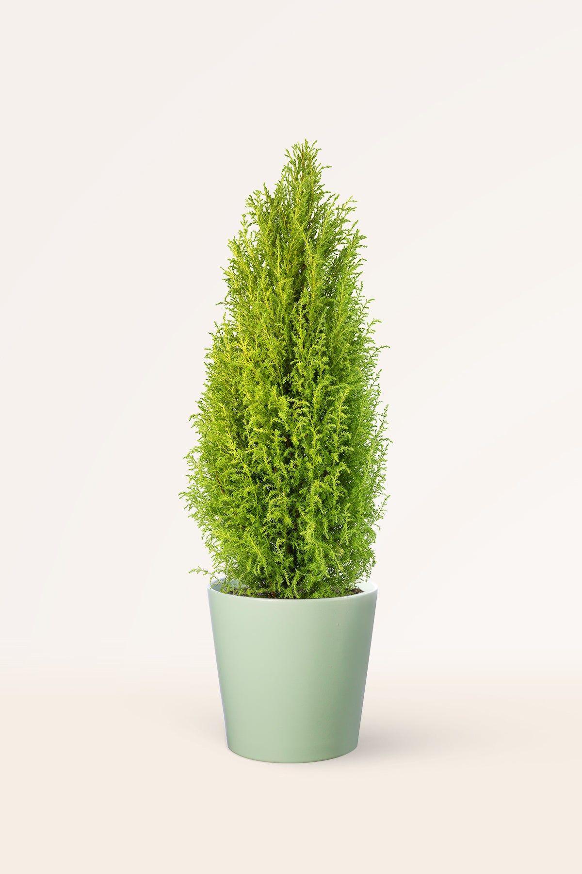 Monterey cypress