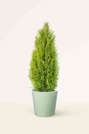 Monterey cypress(Cupressus macrocarpa)