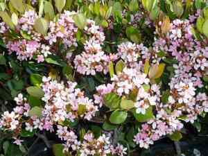 Indian hawthorn(Rhaphiolepis indica)