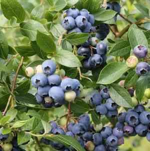 Highbush blueberry(Vaccinium corymbosum)