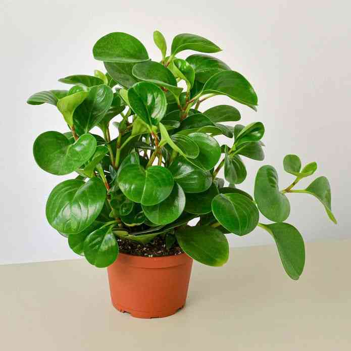 Baby rubber plant(Peperomia obtusifolia)