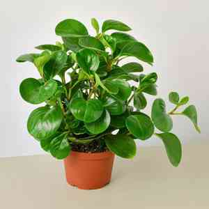 Baby rubber plant(Peperomia obtusifolia)