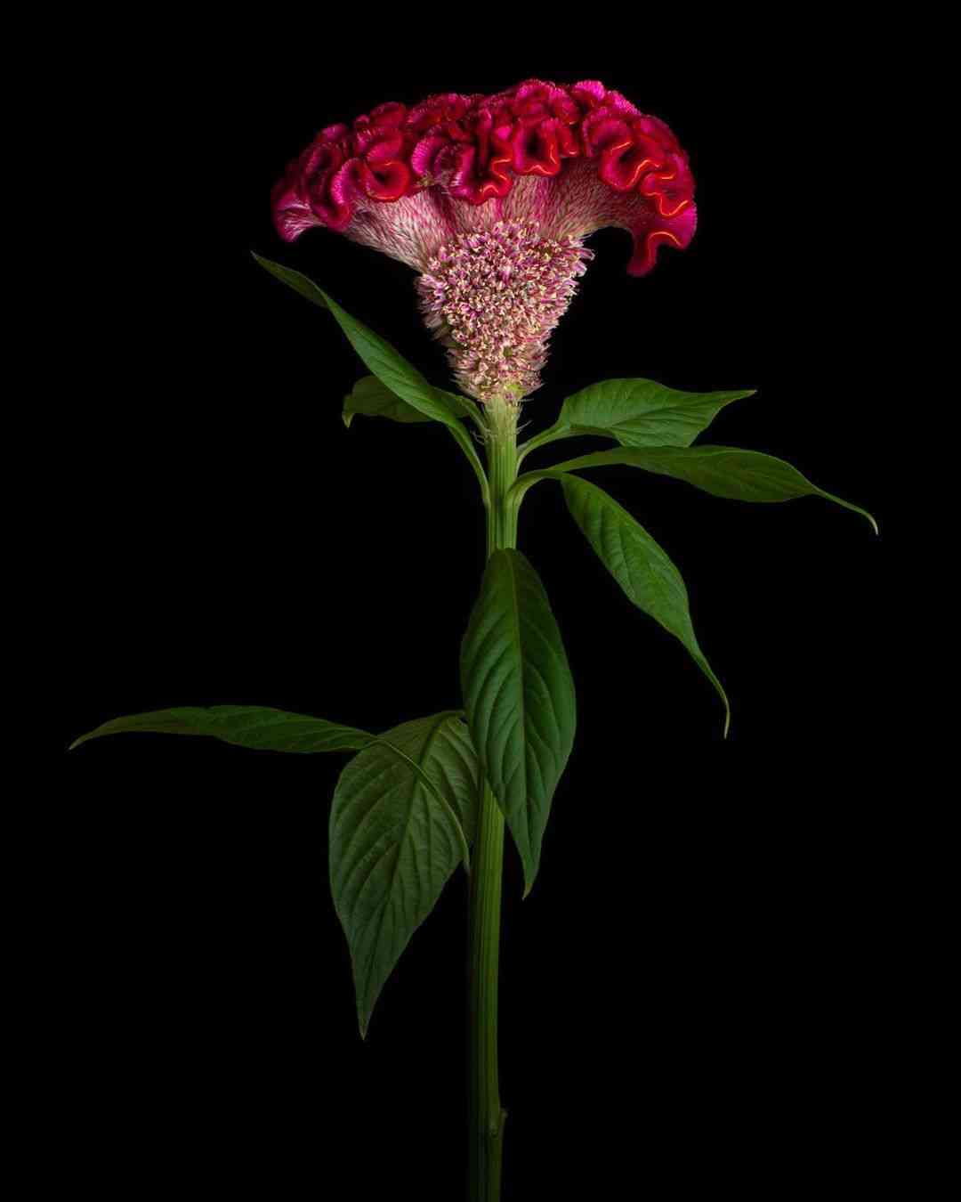 Plumed cockscomb(Celosia argentea)