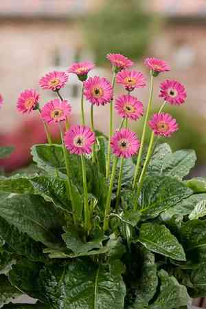 Gerbera leandrii(Gerbera leandrii)