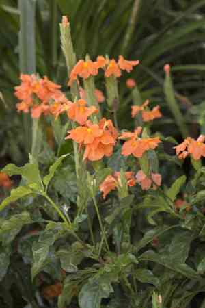 Firecracker flower(Crossandra infundibuliformis)