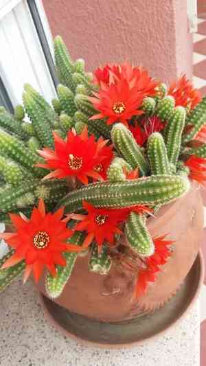 Chamaecereus silvestrii(Chamaecereus silvestrii)