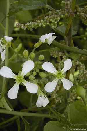 Wild radish(Raphanus raphanistrum)