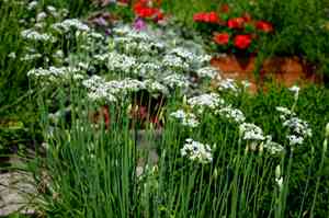 Garlic chives(Allium tuberosum)