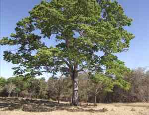 Stinkingtoe(Hymenaea courbaril)