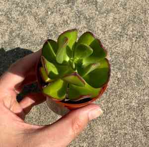 Tree stonecrop(Sedum dendroideum)