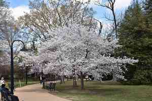 Yoshino cherry(Prunus × yedoensis)