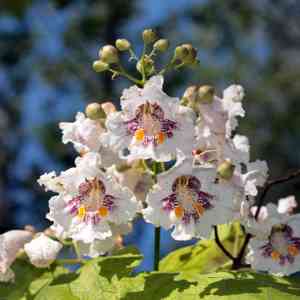 Chinese catalpa(Catalpa ovata)