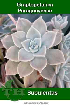 Ghost plant(Graptopetalum paraguayense)