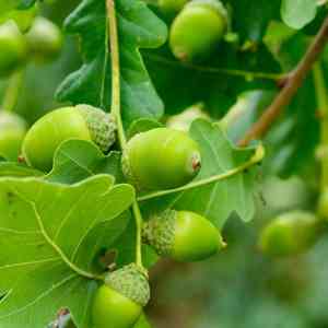Sessile oak(Quercus petraea)