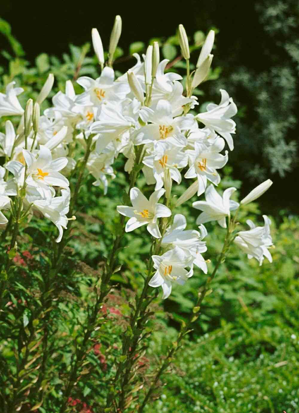 Madonna lily(Lilium candidum)